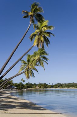 Fiji - Güney Pasifik