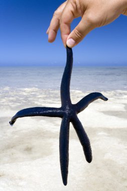 Deniz yıldızı - tatil tropikal.