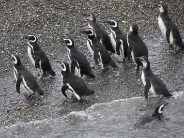 Macellan pengueni (Spheniscus magellanicus)