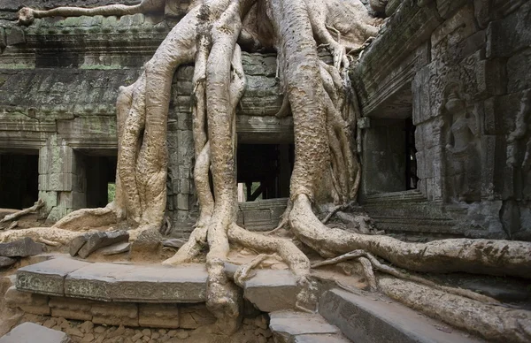 Ta prohm Tapınağı - angkor wat - Kamboçya — Stok fotoğraf