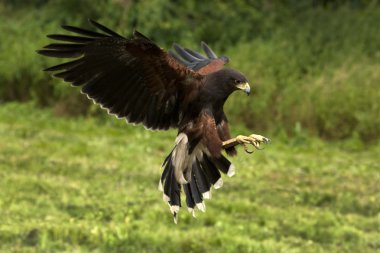 Harris'in Hawk (Parabuteo unicinctus) - Ekvador
