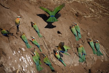 whitefronted bee-eaters-Botsvana