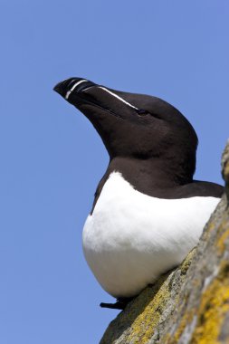 razorbill - İskoçya