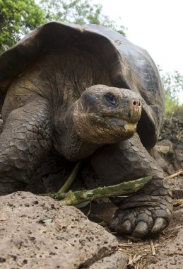 galapagos dev kaplumbağa - galapagos Adaları