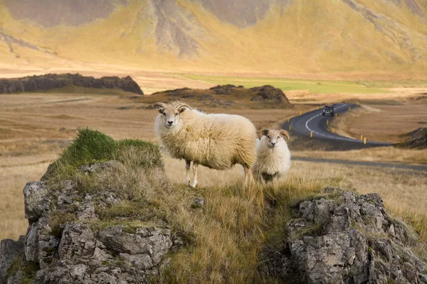 Ισλανδικά-πρόβατα - Ισλανδία — Φωτογραφία Αρχείου