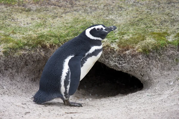 Tučňák magellanský (Spheniscus magellanicus) — Stock fotografie