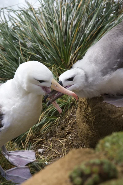 Black-browed Albatross (Thalassarche melanophrys) — Stock Photo, Image