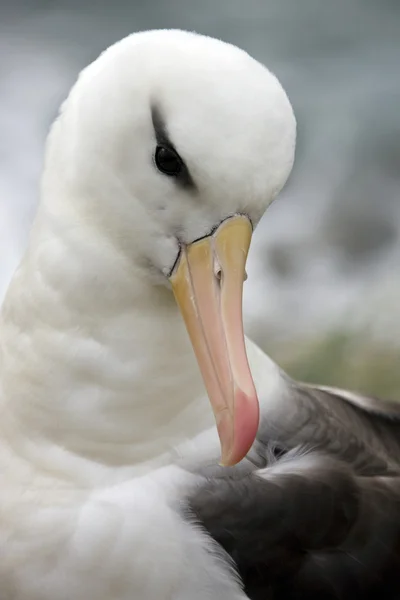 Black-browed Albatross (Thalassarche melanophrys) - Falklands — Stock Photo, Image