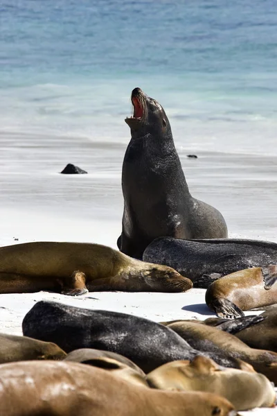 Leoni marini delle Galapagos (Zalophus californianus wollebacki ) — Foto Stock