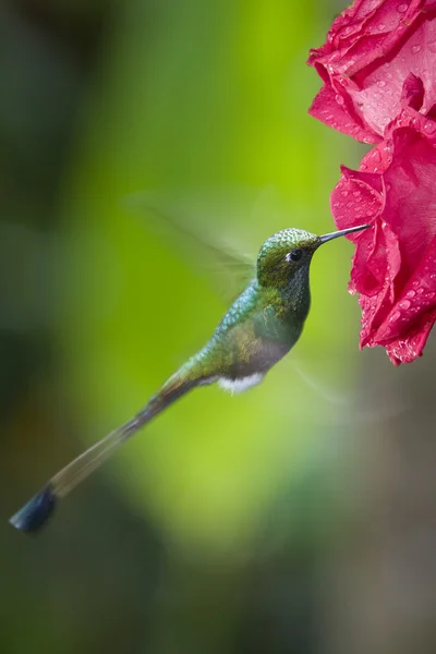 Booted Racket-tail Hummingbird - Ecuador — Stock Photo, Image