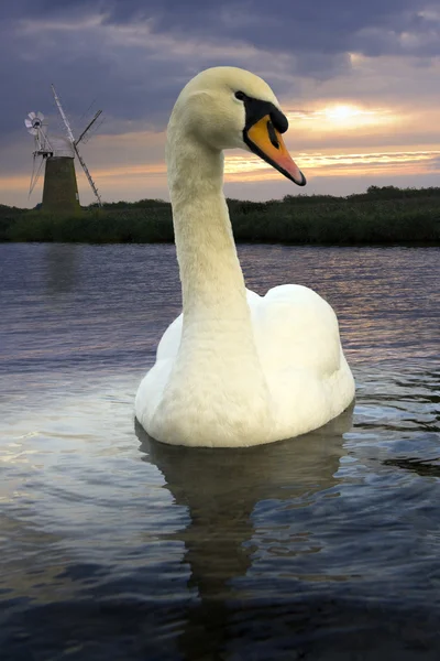Mute Swan (Cygnus olor) Norfolk Broads - Англия — стоковое фото