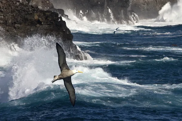 Vinkat albatross - Galapagosöarna — Stockfoto