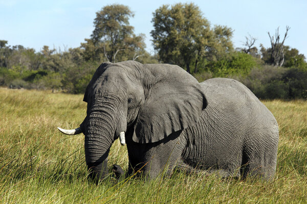 A young Bull Elephant (Loxodonta africana) in the Savuti area of Botswana.