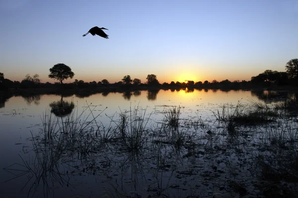 Okavangodelta - botswana — Stockfoto