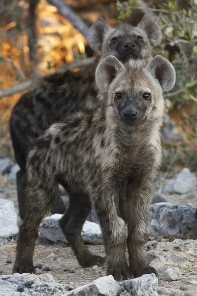 Strakaté hyaena mláďata - národní park etosha - Namibie — Stock fotografie