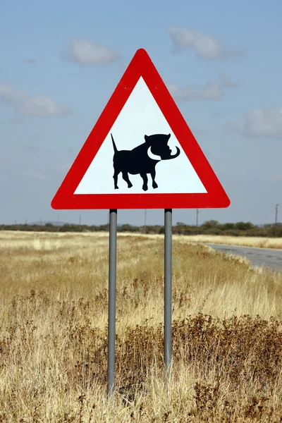 Danger Warthogs - Namibia — Stock Photo, Image