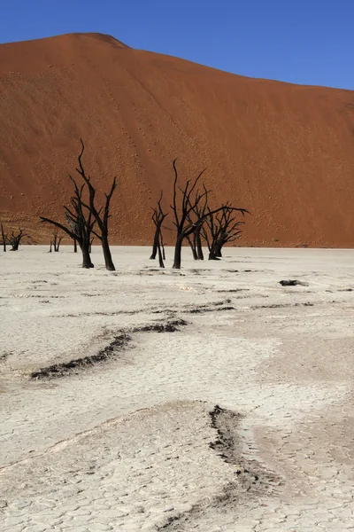 Vlei morto - Sossusvlei - Deserto da Namíbia - Namíbia — Fotografia de Stock