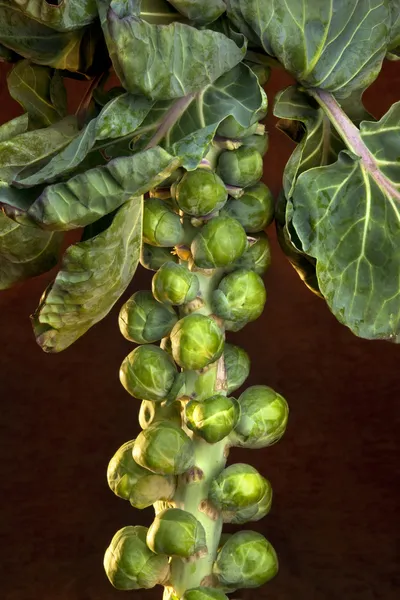 Cavoletto di Bruxelles (Brassica oleracea ) — Foto Stock