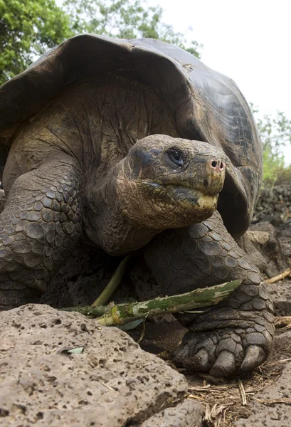 Reusachtige galapagos-schildpad - galapagos eilanden — Stockfoto