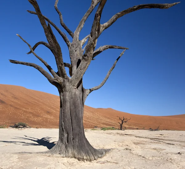 Dead Vlei - Namibia — Foto de Stock