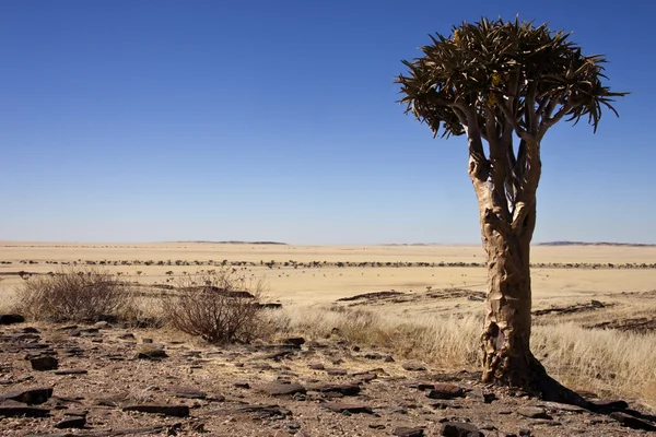 Titreme ağaç - Namibya — Stockfoto