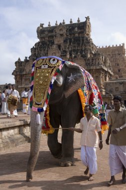 Tapınağı fil - thanjavur - Hindistan
