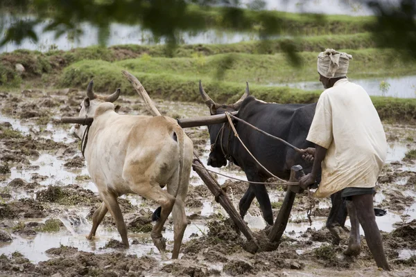 Pola ryżowe - tamil nadu - Indie — Zdjęcie stockowe