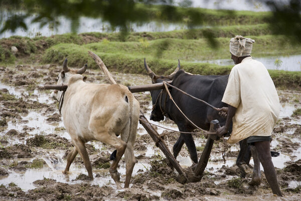 Paddy Field - Tamil Nadu - India