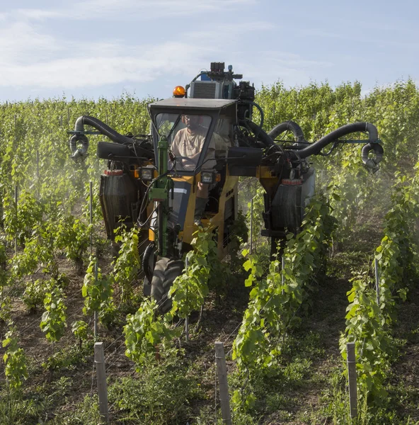 Spraying a vineyard with insecticide — Stock Photo, Image