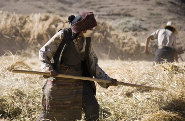 Hasat zamanı - tibet — Stok fotoğraf