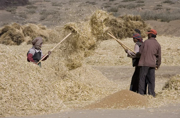 Harvest Time - Tibet — Stock Photo, Image