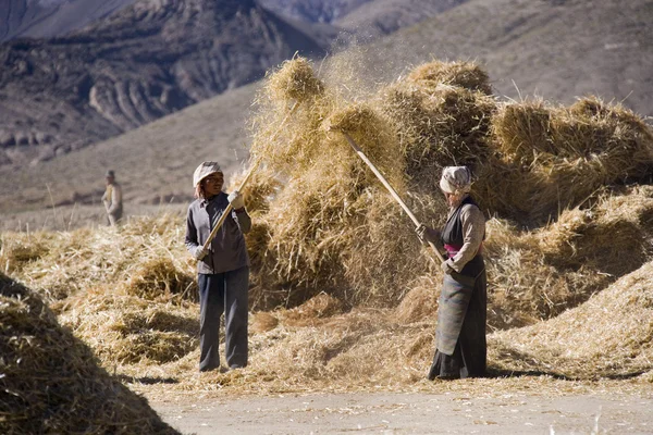 Tibetské zemědělští dělníci — Stock fotografie