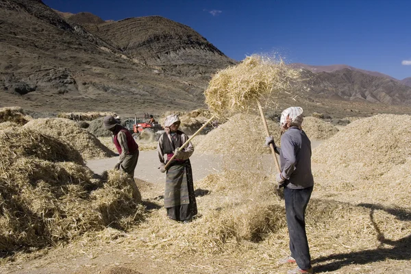 Tibet - Havest Time — Stock Photo, Image