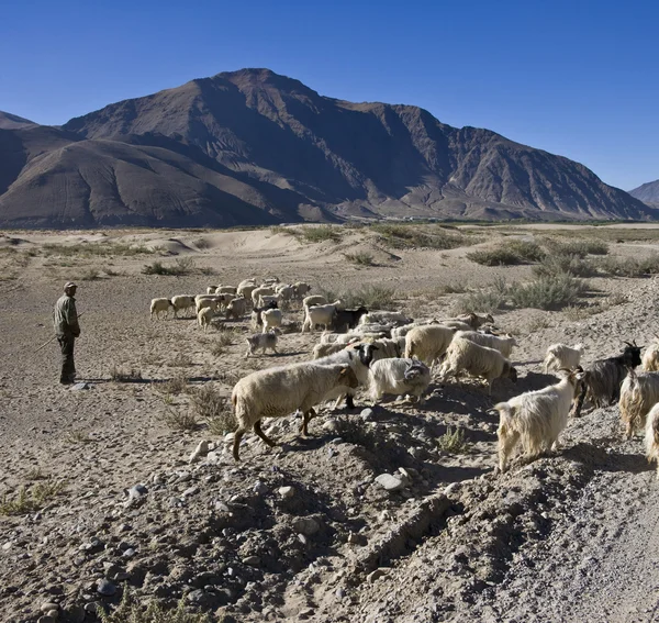 Ovčák s kozí stádo poblíž tsetang v Tibetu — Stock fotografie