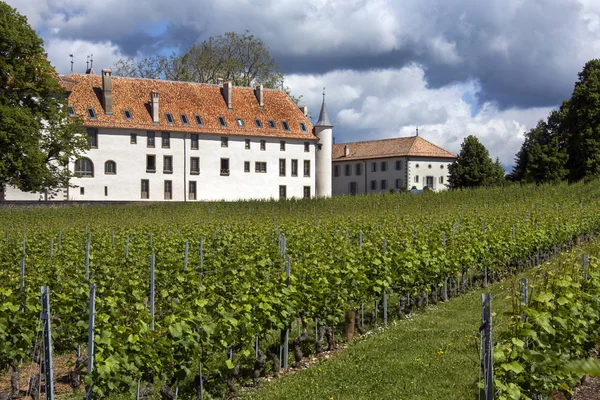 Vinhedos - Chateau Allaman - La Cote - Suíça — Fotografia de Stock