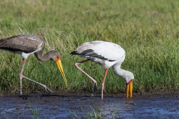 Yellowbilled лелека (Mycteria ibis) - Окаванго - Ботсвани — стокове фото