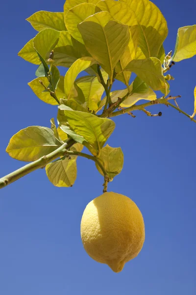 Citron poussant au soleil — Photo