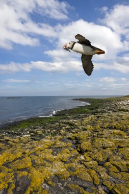martı - farne Adaları - İngiltere