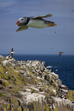 Puffins (Fratercula arctica) Farne Adaları - İngiltere