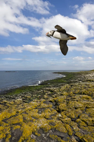 Puffin - farne νησιά - Αγγλία — Φωτογραφία Αρχείου