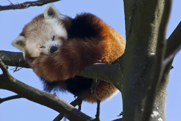 Κόκκινο panda - Νότια Κίνα — Φωτογραφία Αρχείου