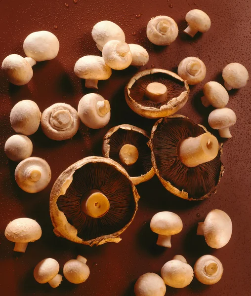 Funghi — Foto Stock