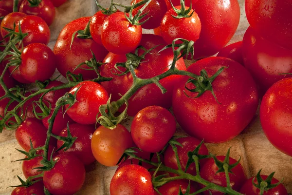 Tomaten — Stockfoto