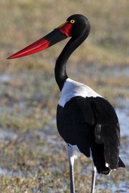 Saddlebilled Stork - Okavango Delta - Botswana clipart