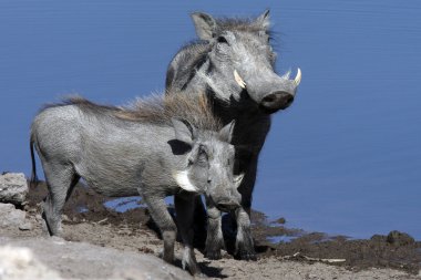 warthogs adlı bir su birikintisinin - etkin - Namibya