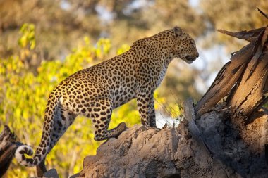 Leopard - Botswana clipart