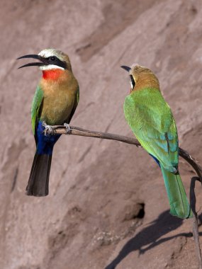 whitefronted bee-eaters-Botsvana