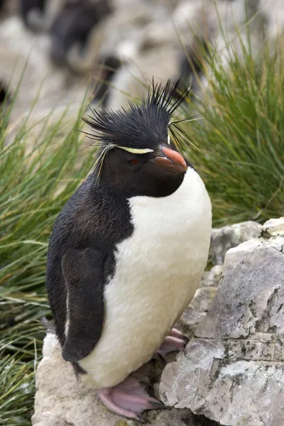 Pingouin des montagnes Rocheuses - Îles Malouines — Photo