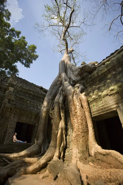 Ta prohm chrám - angkor wat - Kambodža — Stock fotografie