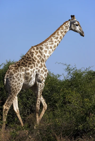 Giraffe - Botswana — Stock Photo, Image